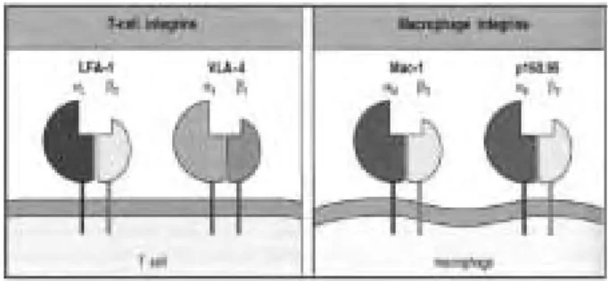 Fig. 9.  Integrins  expressed  on  leukocytes  are  composed  of αand βsubunit.