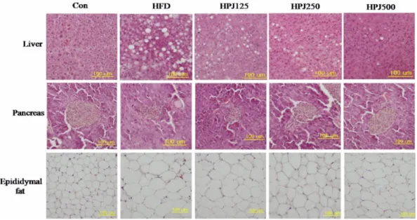 Fig. 2 − Effects of HPJ extract on liver, pancreas, epididymal adipose tissue morphology
