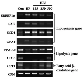 Fig. 4 − Quantitative RT-PCR analyses of SREBP1- α , FAS, SCD1, GPAT, PPAR- α,  CD36, UCP, CPT1, CPN genes in the presence or absence of HPJ extrcat on epididymal adipose tissue