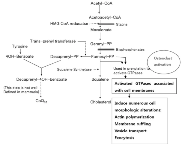 Fig. 1 − Cholesterol synthesis and osteoclast activation.