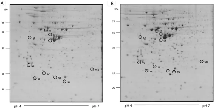 Fig. 2 − Comparative 2-DE gel analyses of control (A) and 70 µ M 5-FU treated HT29 cells (B) for 24 h