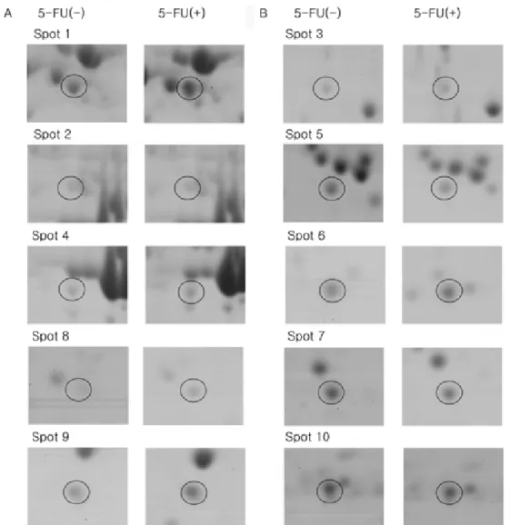 Fig . 3 − Enlarged view of (A) the up-regulations and (B) the down-regulations of altered protein spots in 2D gel.