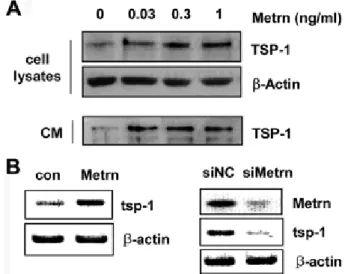 Fig. 1 − Meteorin regulates TSP-1 expression in astocytes. (A) Western blot analysis showing that human astrocytes were treated with various concentration of purified Meteorin protein for 24 hours