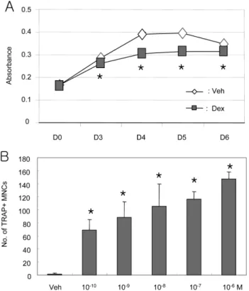 Fig. 2 − Stage-specific effects of dexamethasone on osteoclast formation. BMM cells were cultured with 30 ng/m l  M-CSF and 50 ng/ml RANKL for 4 days