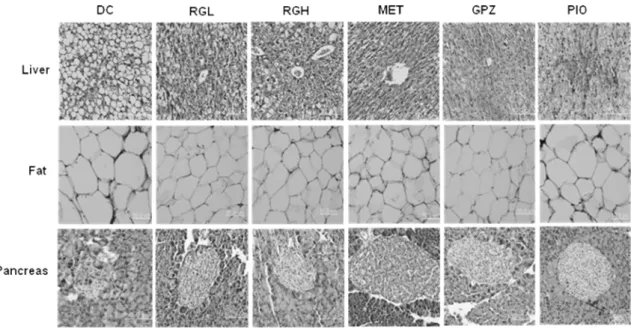 Table I − Metabolic parameters in Korean red ginseng treated db/db mice
