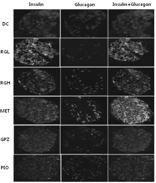 Table II − Number of the significant up- or down-regulated genes in hepatocytes and adipocytes treated with red ginseng or oral hypoglycemics