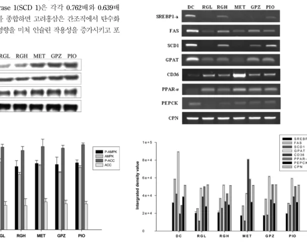 Fig. 6 − Western blot analysis of phospho-AMPK, AMPK, phospho-