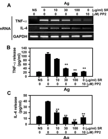 Fig. 3 − Effect of SR on activation of Syk kinase. (A) The RBL-2H3 cells were incubated overnight in 6 well plates with 50 ng/