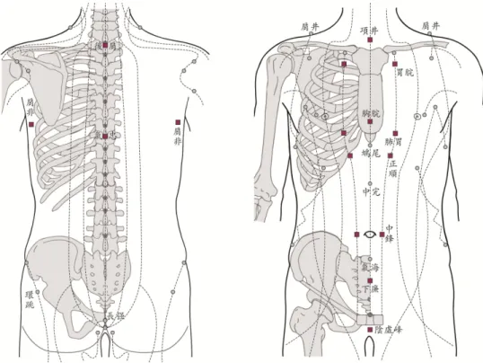 그림  5.  鍼灸要覽 의  明堂銅人圖  중에서  胸腹部와  背部의  正經穴  및  要覽穴