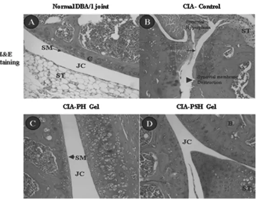 Fig. 9 − Histological section of paw joints from CIA mice. DBA/1J mice were sacrificed, their hind limbs were removed, and the paw were processed for histology and stained with Hematoxylin-Eosin staining