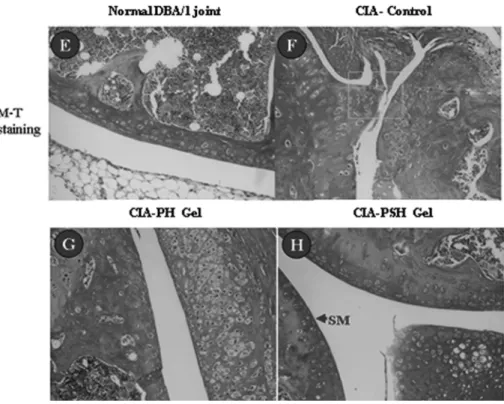Fig. 10 − Histological section of paw joints from CIA mice. DBA/1J mice were sacrificed, their hind limbs were removed, and the paw were processed for histology and stained with Meisson Trichrome staining