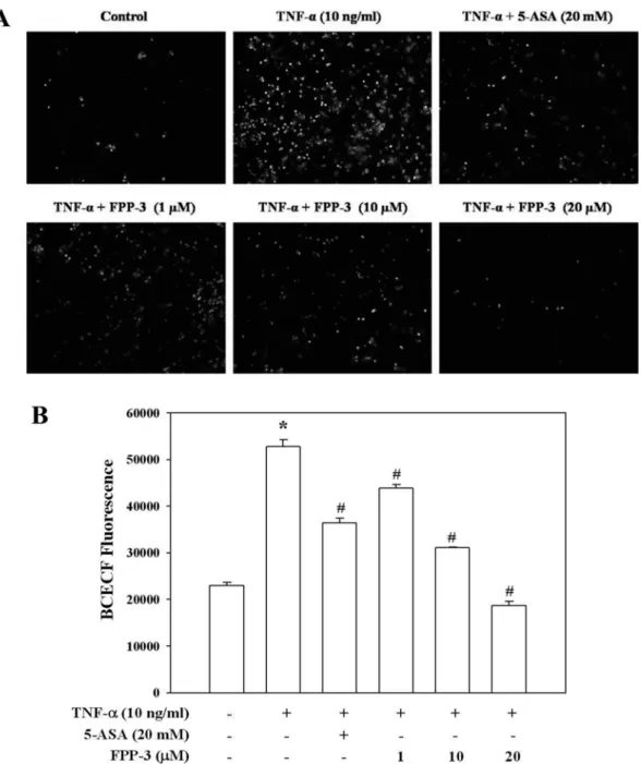 Fig. 2 − FPP-3 inhibits U937 monocyte adhesion to HT-29 cells. The cells were pretreated with various concentrations of FPP-3 for 1 h, followed by 10 ng/ml of TNF- α  for 3 h