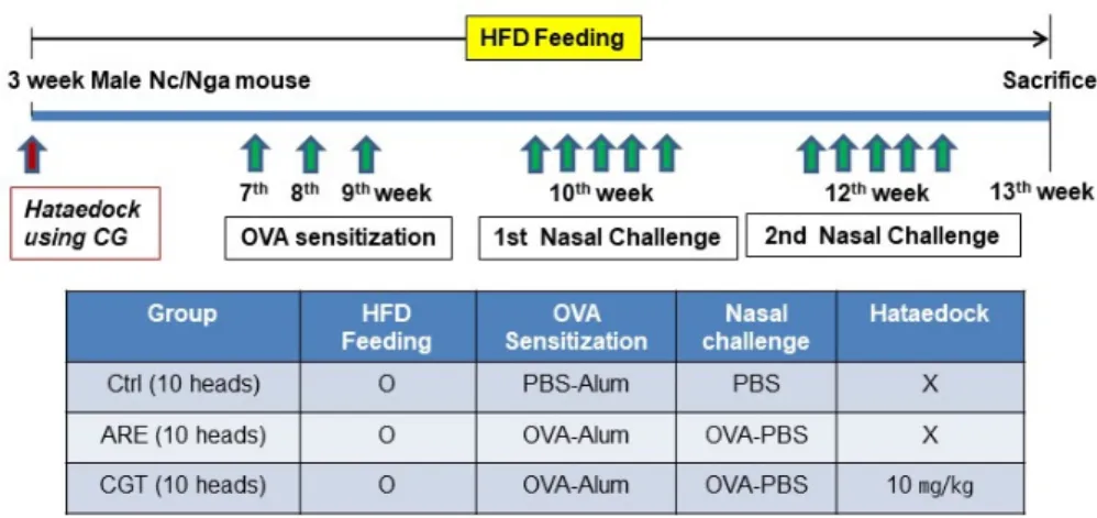 Fig. 1. Protocol for allergen sensitization and challenge