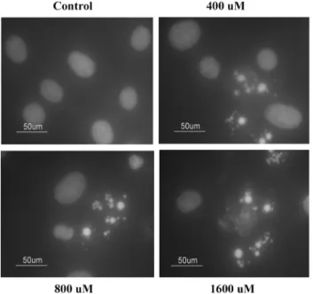 Fig. 6 − Effect of Mn on the caspase-3 activity. Cells were treated with the indicated concentrations of Mn for 24 hr