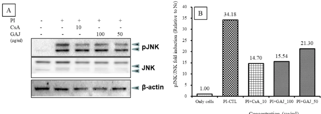 Fig. 13. Effects of GAJ on the nuclear translocation of NF-  B p65 in PI-induced RBL-2H3 mast cells 