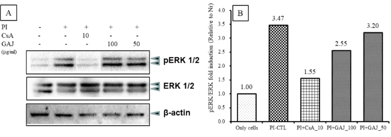 Fig. 11. Effects of GAJ on p38 phosphorylation in PI-induced RBL-2H3 mast cells