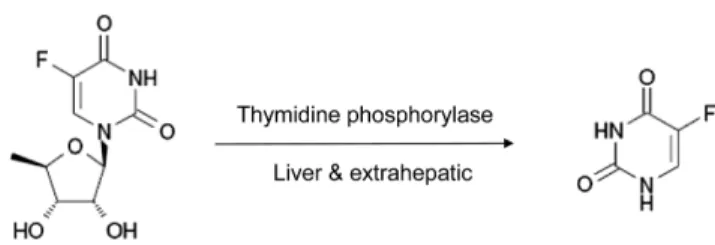 Table IV − Postpreparative stability of doxifluridine and 5-FU for 24 hr at 4 o C (n=3)