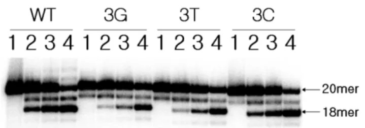 Fig. 2 − Reactivity of the PFV U5 LTR substrates containing a mutation at the 3rd position of its 3'-end