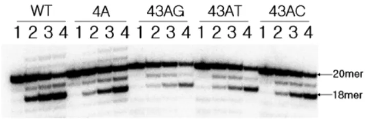 Fig. 3 − 3'-processing cleavage reaction using double mutant sub- sub-strates. The (+) oligonucleotide containing double mutations at the 3rd and 4th positions of its 3'-end was labeled with