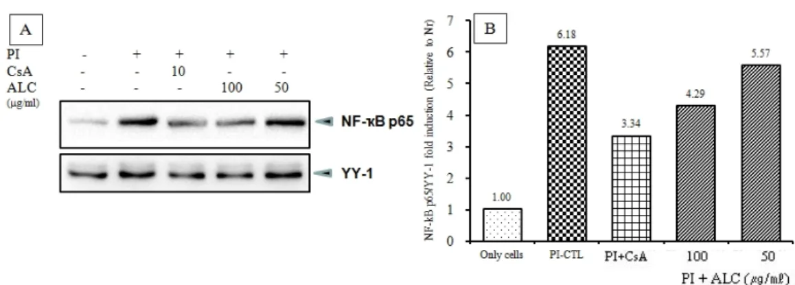 Fig. 10. Effects of ALC on the nuclear translocation of NF-B p65 in PI-induced RBL-2H3 mast cells