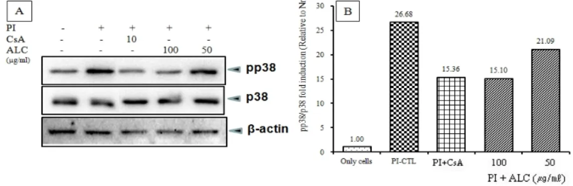 Fig. 8. Effects of ALC on p38 phosphorylation in PI-induced RBL-2H3 mast cells