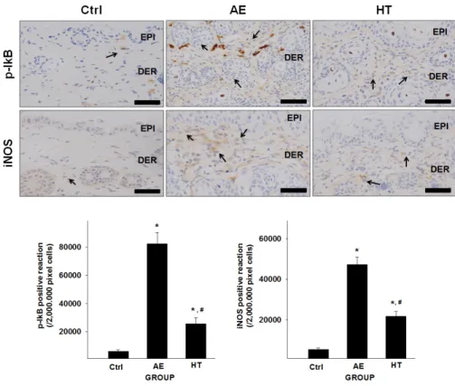 Fig. 3. Effects of HHT on regulation of inflammatory factors (p-IκB and iNOS) 