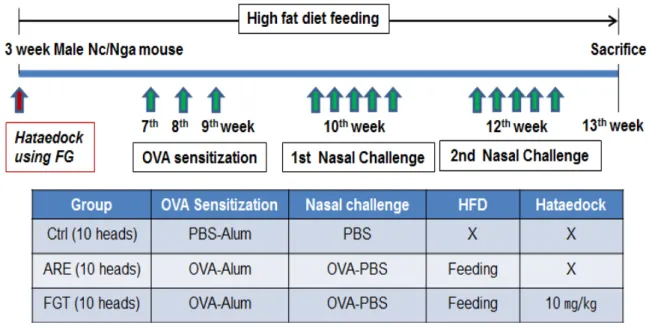 Fig. 1. Protocol for allergen sensitization and challenge. Mice were sensitized on week 7, 8, and 9 by intraperitoneal  injection of ovalbumin (OVA) emulsified in alum hydroxide (Alum) (OVA 25 ㎍ : Alum 1 ㎎ : PBS 300 ㎕)