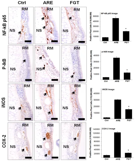 Fig. 4. The anti-inflammation effect in obese mouse with AR by HTD. The NF-kB p65, p-IkB, iNOS, and COX-2 positive reaction decreased in the FGT compared with the ARE group (immunohistochemistry; Bar size, 50 ㎛)