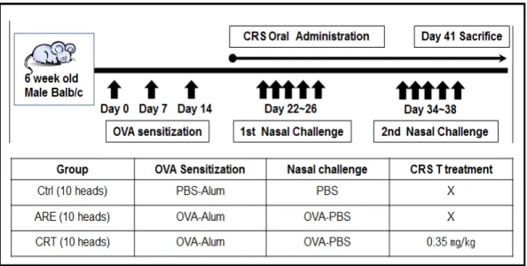 Fig. 1. Protocol for allergen sensitization and challenge