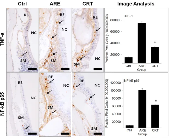 Fig. 6. The down-regulation of pre-inflammation cytokine by CRS (TNF-α&amp; NF-κB p65 immunohistochemistry)