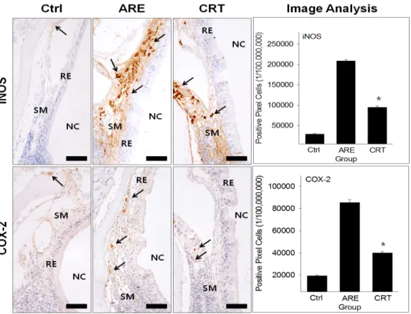 Fig. 7. The decrease of inflammation cytokine by CRS (iNOS &amp; COX-2 immunohistochemistry)