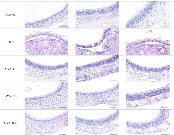 Fig. 13. The effects on nasal mucosa damage in OVA-induced allergic rhinitis model of mice (×200)