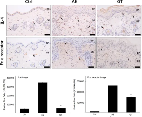 Fig. 5. The mitigative effects of Th2 differentiation by Hataedock (IL-4 &amp; Fc ε recetor immunohistochemistry; Bar size,  100 ㎛)