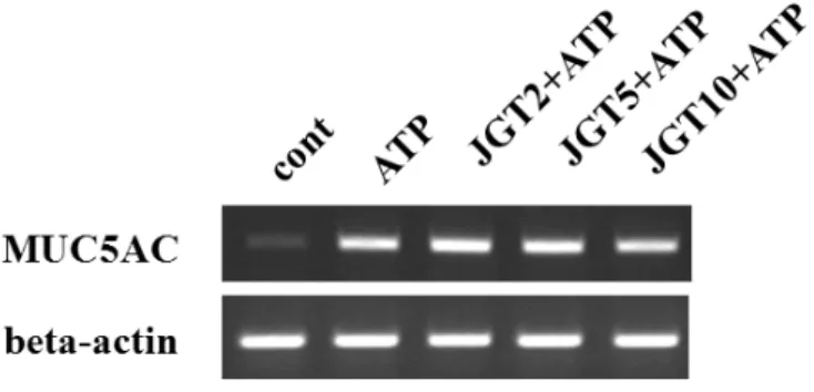 Fig. 9. Effect of JGT on ATP-induced MUC5AC gene expression in NCI-H292 cells