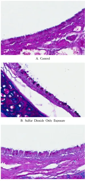 Fig. 1. Effect of JGT on intraepithelial mucosubstances in  trachea of rats exposed to sulfur dioxide