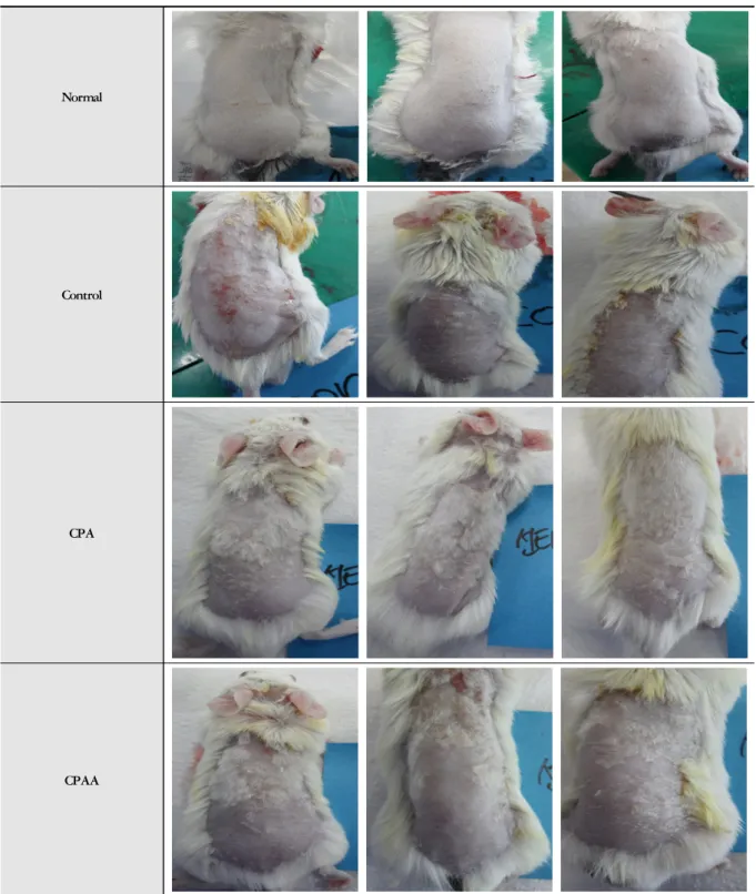 Fig. 5. Effects of CP on clinical aspect in ACD induced mice