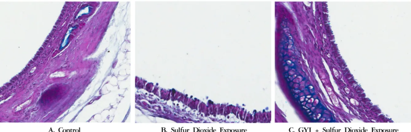 Fig. 1. Effect of GYJ on intraepithelial mucosubstances in trachea of rats exposed to sulfur dioxide
