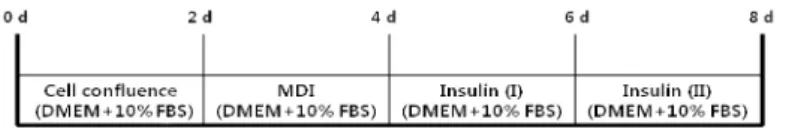 Fig. 1 The differentiation inducing process of preadipocyte