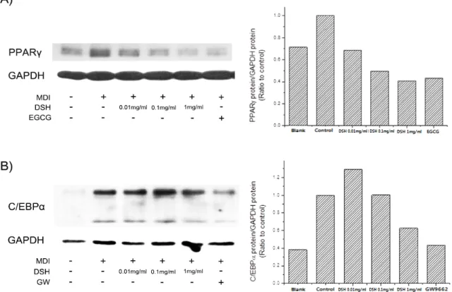 Fig. 6. Effects of DSH on the expressions of adipogenic proteins including PPARγand C/EBPα