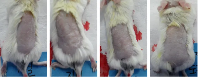 Fig. 11. Appearance before sacrifice in the AI spread &amp; feeding group