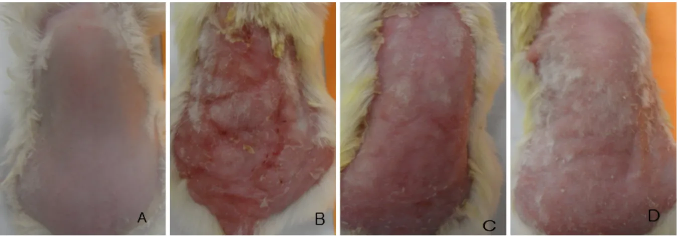 Fig. 7. Effects of CP on symptom score in ACD mice