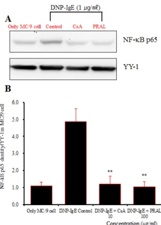 Fig. 13. Effect of PRAL on NF-κB p65 signal events in  MC/9 mast cells induced with DNP-IgE
