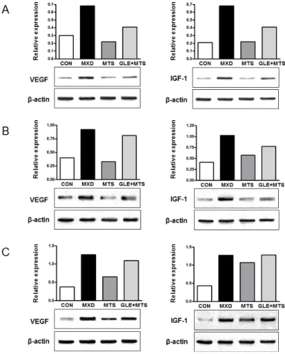 Fig. 12. Effect of GLE and MTS on the expression of VEGF and IGF-1 protein in an alopecia model of C57BL/6N mice