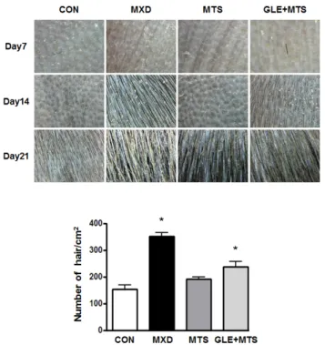 Fig. 5. Effect of GLE and MTS on hair density in an alopecia model of C57BL/6N mice by Folliscope (X50 magnification) Results are the mean ± S.D