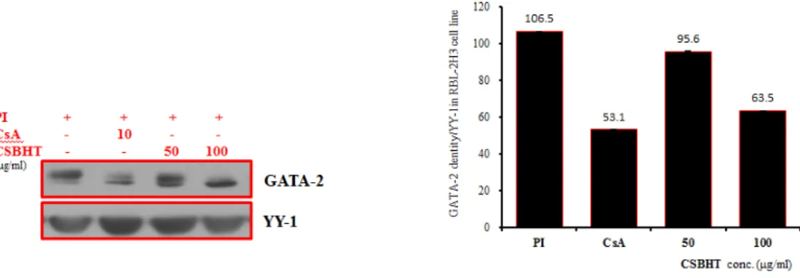 Fig. 4-2. Effect of CSBHT on GATA-2 signal events in RBL-2H3 cells induced with PI