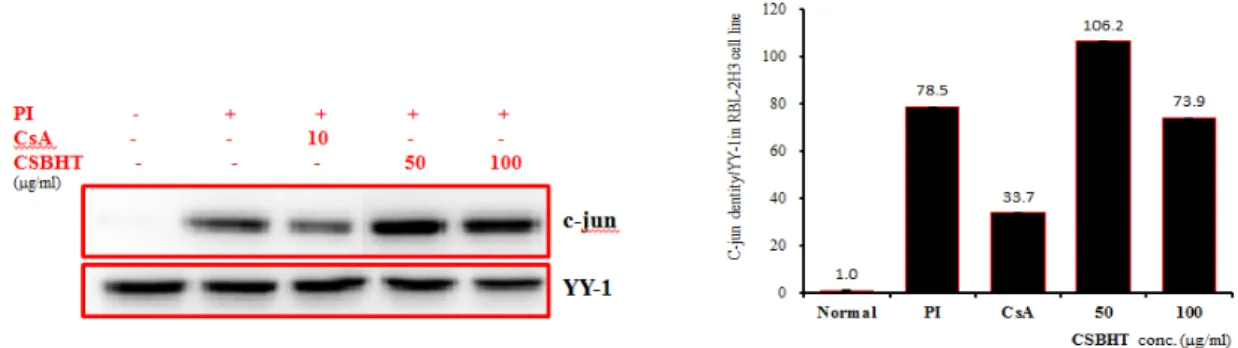 Fig. 6-2. Effect of CSBHT on c-Jun signal events in RBL-2H3 cells induced with PI