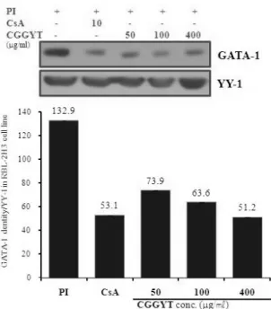 Fig. 5-2. Effect of CGGYT on GATA-2 signal events  in RBL-2H3 cells induced with PI