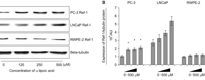 Fig.  2.  Effects  of  α-lipoic  acid  on  the  expression  of  redox  factor (Ref)-1  protein  in  PC-3  and  LNCaP  prostatic  cancer  cells  and  RWPE-2  cells