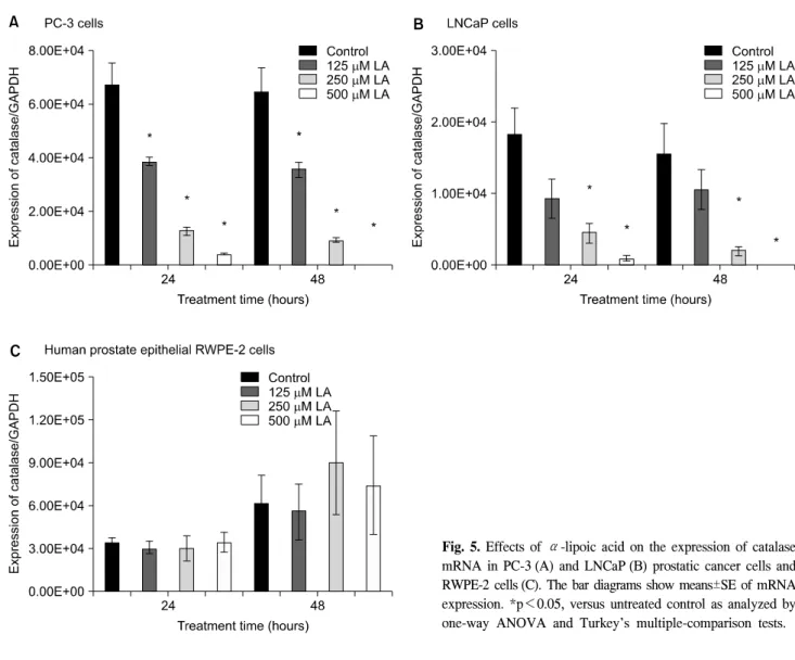 Fig.  5.  Effects  of  α-lipoic  acid  on  the  expression  of  catalase  mRNA  in  PC-3 (A)  and  LNCaP (B)  prostatic  cancer  cells  and  RWPE-2  cells (C)