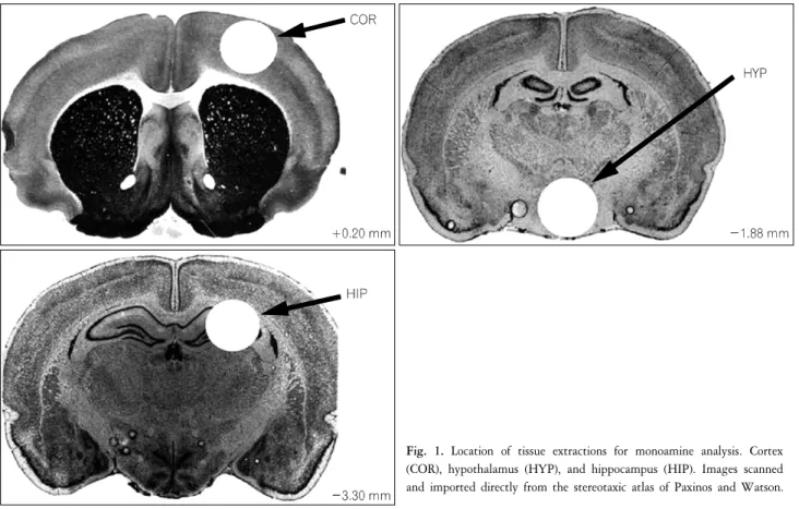 Fig.  1.  Location  of  tissue  extractions  for  monoamine  analysis.  Cortex  (COR),  hypothalamus  (HYP),  and  hippocampus  (HIP)